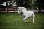 Unicorn running